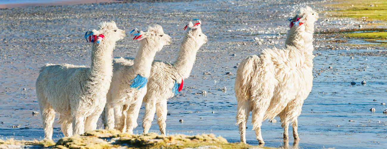 Alpaca og Lama