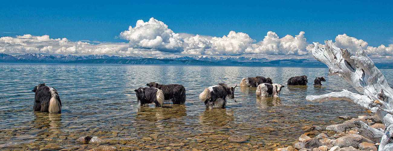 Yak